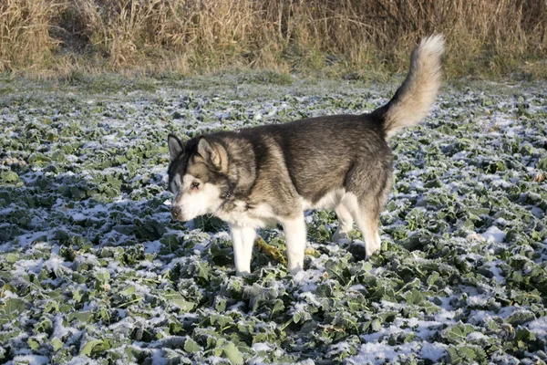 Cão Malamute do Alasca no campo com estupro — Fotografia de Stock