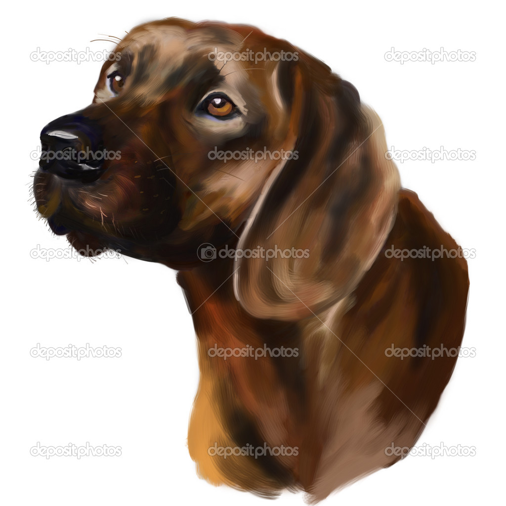 Dog - Hanoverian Scenthound