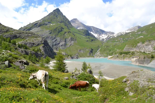 Montagnes, glaciers et pâturages Alpes autrichiennes — Photo