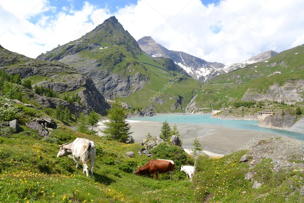 Mountains, glaciers and pastures Austrian Alps
