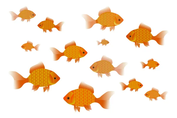 Goldfish Nadar Diferentes Direções Fundo Branco Muitos Peixes Dourados Nadadores —  Vetores de Stock