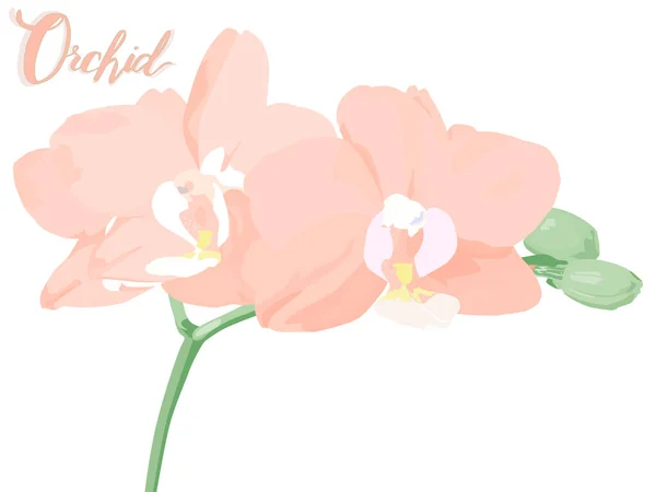 Épillets Verts Fleurs Orchidées Roses Orchidée Rose Avec Nom Cette — Image vectorielle