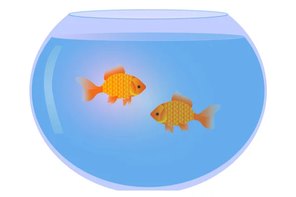 Illustration Aquarium Two Goldfish Pets Aquarium Glass Aquarium Water Goldfish —  Vetores de Stock