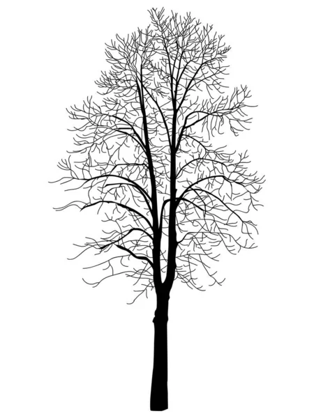 Vector Image Black Tree Big Tall Tree Black Color White — Vetor de Stock