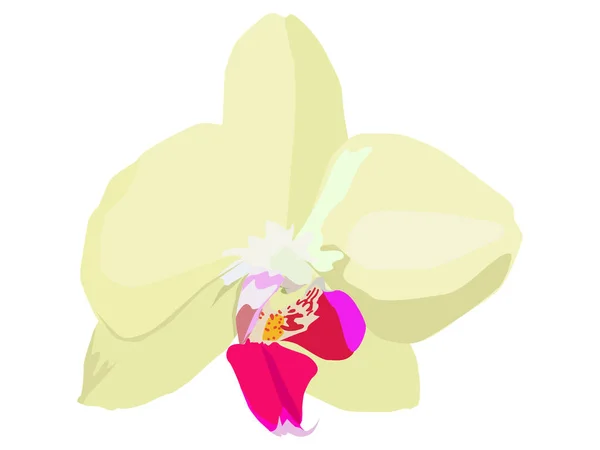 Orchidée Jaune Fleur Sur Fond Blanc Illustration Botanique Une Image — Image vectorielle