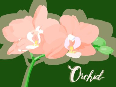 Orkidelerin yazıtları, yeşil yazıtlar. Üzerinde orkide dalı olan bir yazıt var. Yeşil tomurcuklu orkide pembe çiçekleri. Botanik illüstrasyon. Çiçekçiler için.