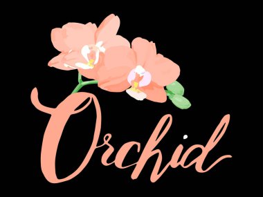 Orkidelerin yazıtları, yeşil yazıtlar. Üzerinde orkide dalı olan bir yazıt var. Yeşil tomurcuklu orkide pembe çiçekleri. Botanik illüstrasyon. Çiçekçiler için.