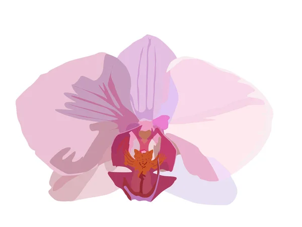 Illustration Botanique Une Fleur Orchidée Rose Clair Sur Fond Blanc — Image vectorielle