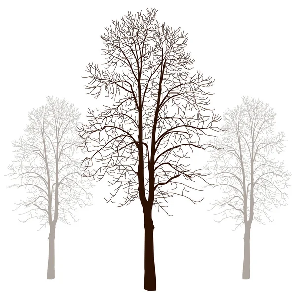 Tři Stromy Bez Listí Jeden Větší Dva Menší Stromy Bílém — Stockový vektor
