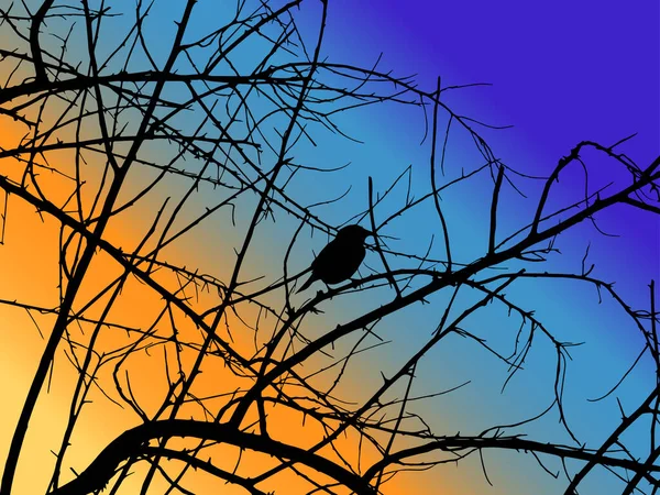 Little Bird Tree Branches Black Branches Tree Sunset Sky Natural — Stockvektor