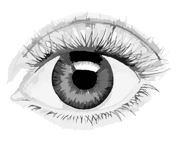 Figure Human Eye Gray Tones Anatomical Image Eye — Stockvektor