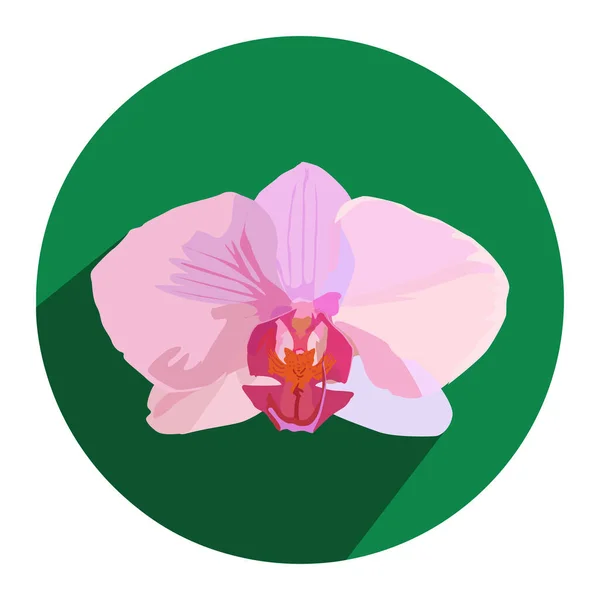 Orkide Çiçeğinin Ortasındaki Pembe Renkli Bordo Yeşil Bir Çemberde Orkide — Stok Vektör