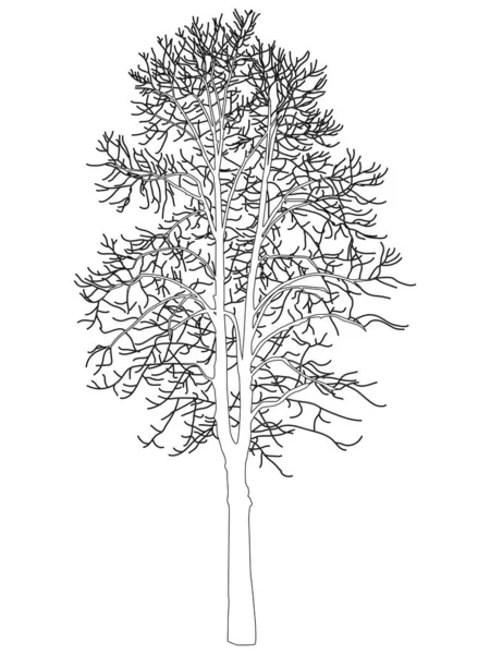 Vector Image Black Tree Big Tall Tree Black Color White — Stock vektor