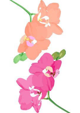 Çiçekli ve farklı renklerde tomurcukları olan iki pediatri amcası. Çiçek açan orkideler.