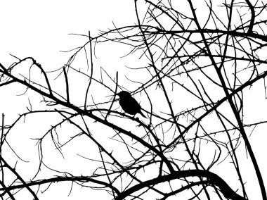 Kuş ağaç dallarına oturur. 