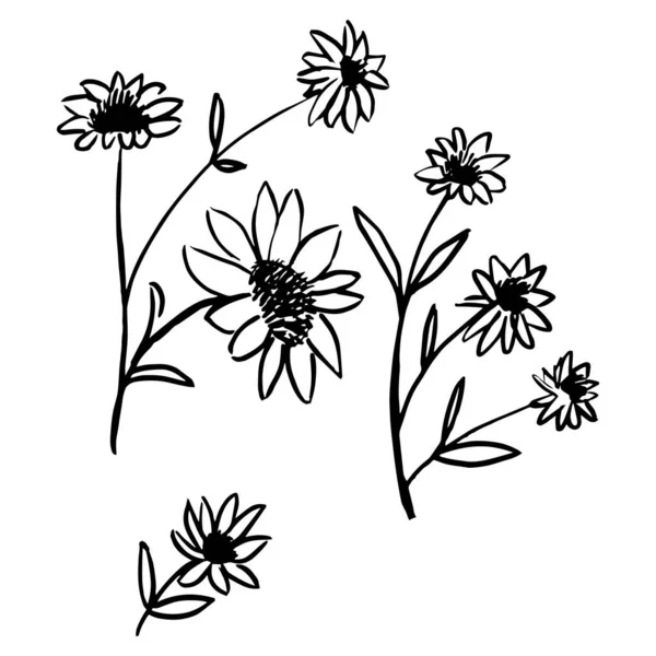 Handgetekende Planten Vectorillustratie — Stockvector