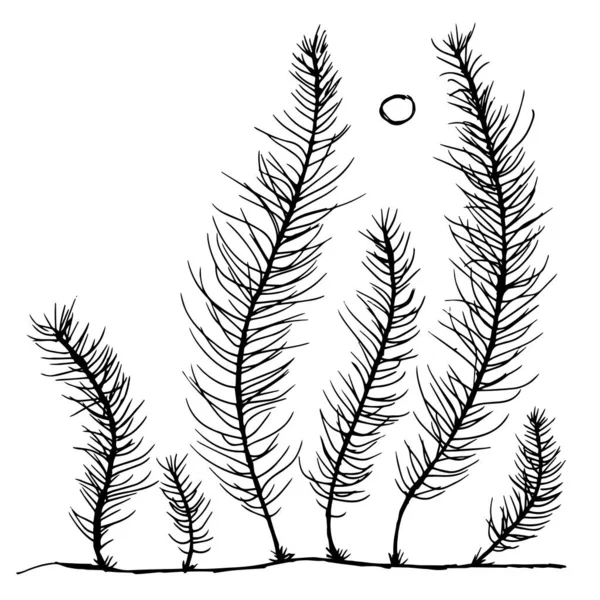Yabani Otlar Basit Bitki Çizimleri Çimen Filizleri — Stok Vektör