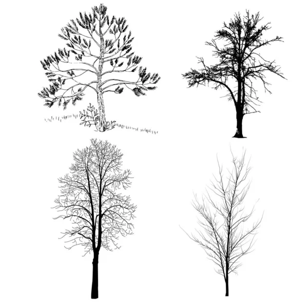 Beaucoup Arbres Différentes Hauteurs Arbres Sans Feuilles Des Troncs Arbres — Image vectorielle