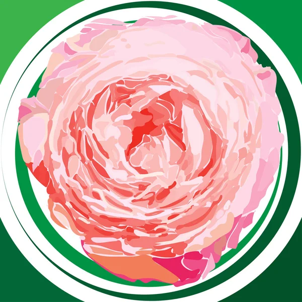 玫瑰以粉红的色调绽放 一株盛开的花蕾映衬出的背景 — 图库矢量图片