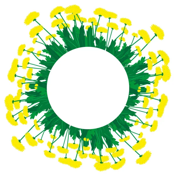 Sarı başlı ve yeşil yapraklı çiçek açan karahindibalar. Karahindibalar tıbbi ve gıda dostu bitkilerdir. Metnin için boş bir yeri olan yuvarlak çiçek çerçevesi.