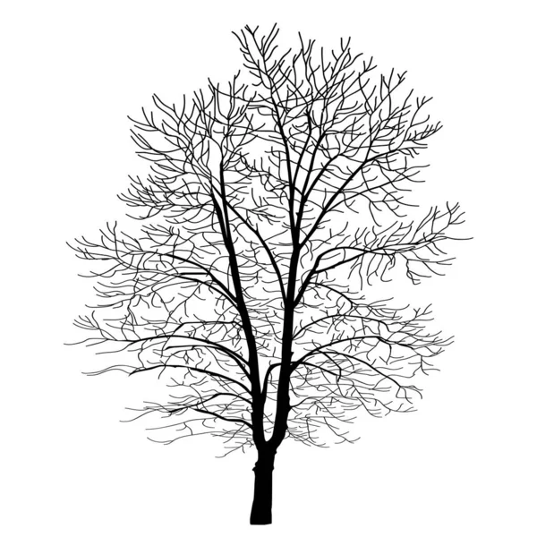 这棵树是用线条做成的树的符号 树的简单矢量绘图 — 图库矢量图片