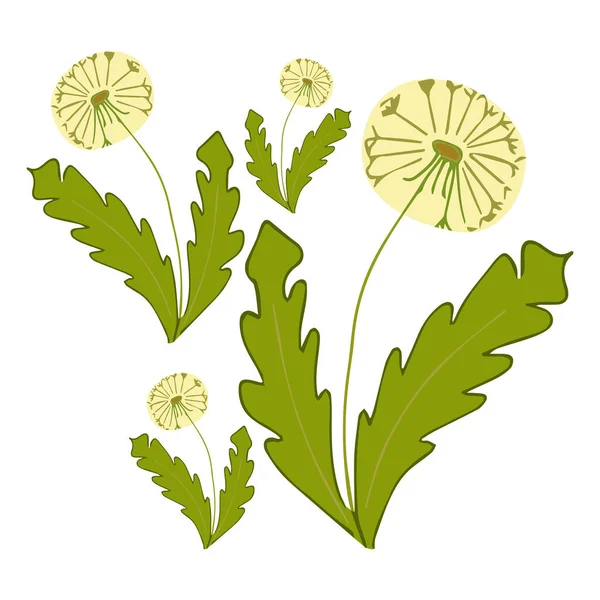Yeşil Yapraklı Vektör Desenli Karahindiba Karahindiba Reviri Kumaş Kağıt Üzerine — Stok Vektör