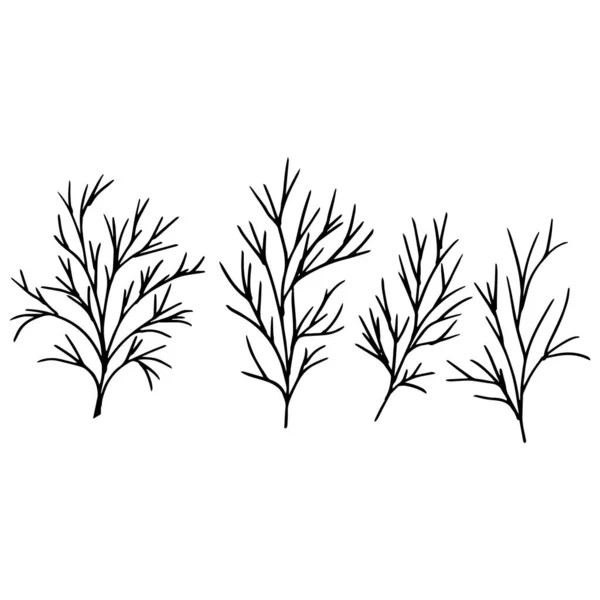 Simple Drawing Twigs Vector Dill Leaves Drawing — Stock Vector