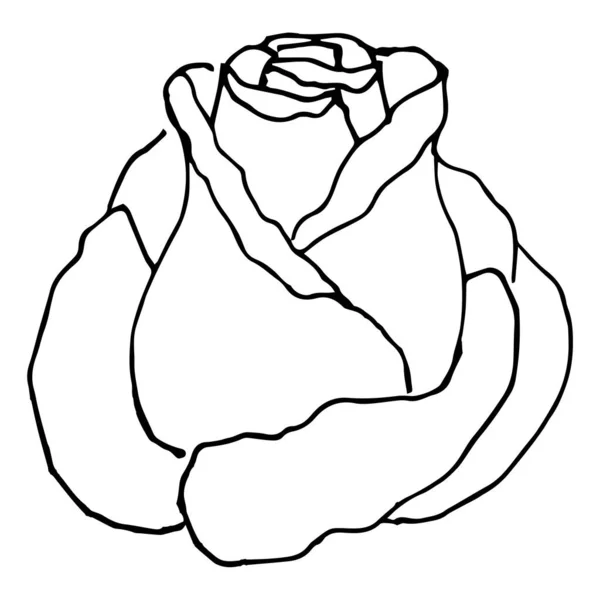 Simples Dessins Fleurs Été Illustration Florale Abstraite Art Vectoriel Dessiné — Image vectorielle