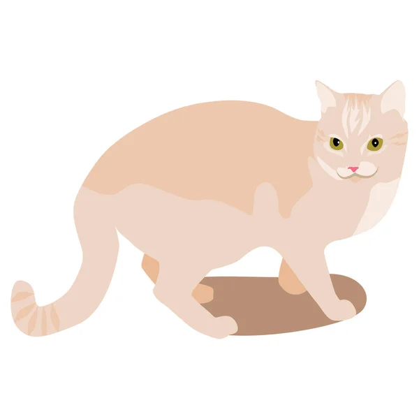 Vector Tekening Van Schattige Kat Kattenhuisdier Pictogram Witte Achtergrond Voor — Stockvector