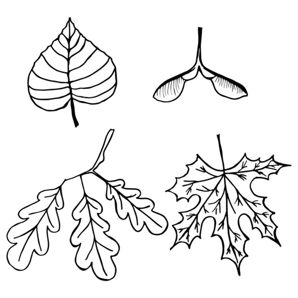 가을에는 흰색의 낙엽이 떨어진다 배경은 과같다 — 스톡 벡터