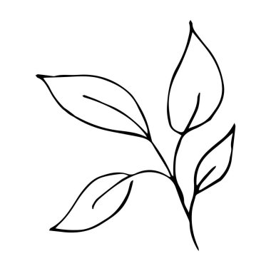 Yaz yapraklarının basit bir karalaması. El çizimi vektör grafikleri. siyah ve beyaz resimleme