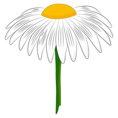 Uzun yapraklı ve sarı merkezli bir papatya çiçeği. İlaç fabrikası..