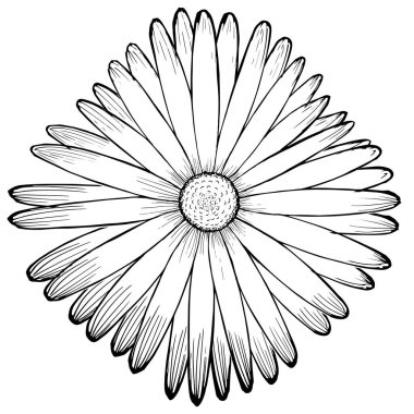 Basit yaz çiçeği çizimleri. Soyut çiçek çizimi. El çizimi vektör sanatı. Siyah beyaz resimleme