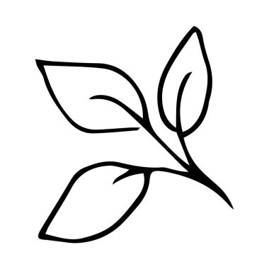 Yaz yapraklarının basit bir karalaması. El çizimi vektör grafikleri. siyah ve beyaz resimleme