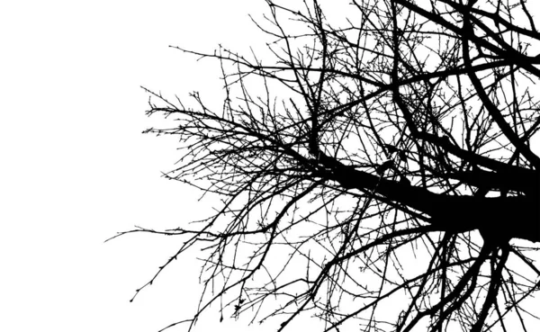 Черные Ветви Дерева Листьев Белом Фоне — стоковый вектор