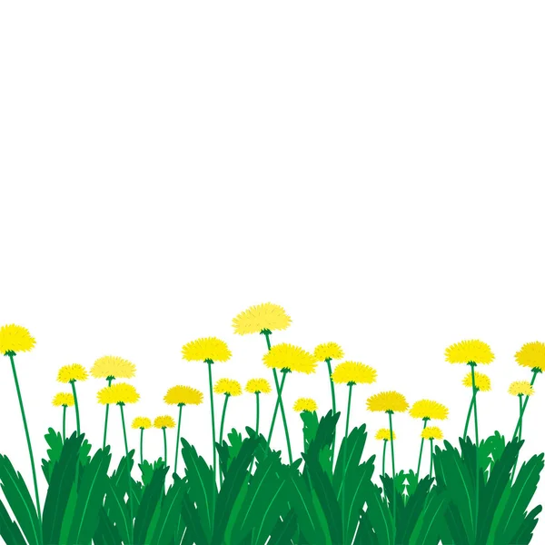 Pissenlits Fleurs Avec Têtes Jaunes Feuilles Vertes Les Pissenlits Sont — Image vectorielle