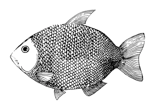 Říční Ryby Spoustou Šupin Karas Ploutvemi Zbarvení Pro Děti Řeka — Stockový vektor