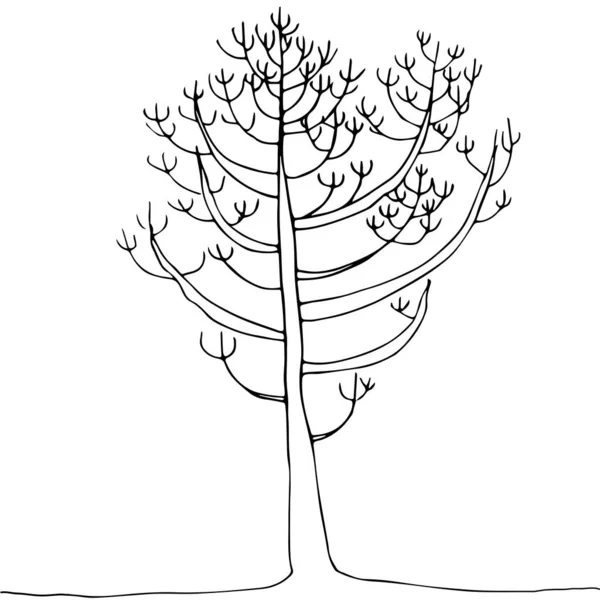 葉のない若い木 長い枝の多い木 — ストックベクタ