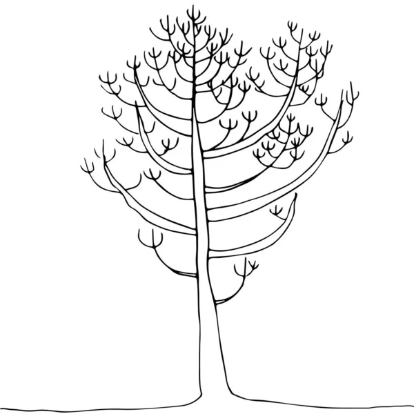 Árbol Joven Sin Hojas Árbol Que Tiene Muchas Ramas Largas — Vector de stock