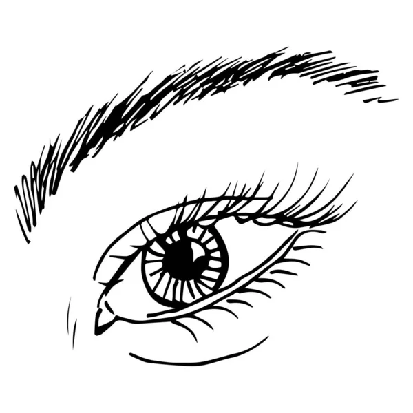 Человеческий Глаз Рисунок Глаза Брови Сверху — стоковый вектор
