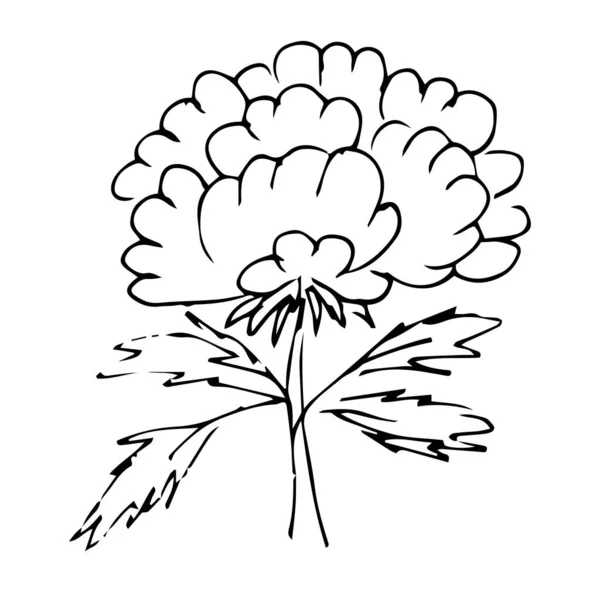 Flower Drawn Lines Long Petals Beautiful Flower Sketch — Vettoriale Stock