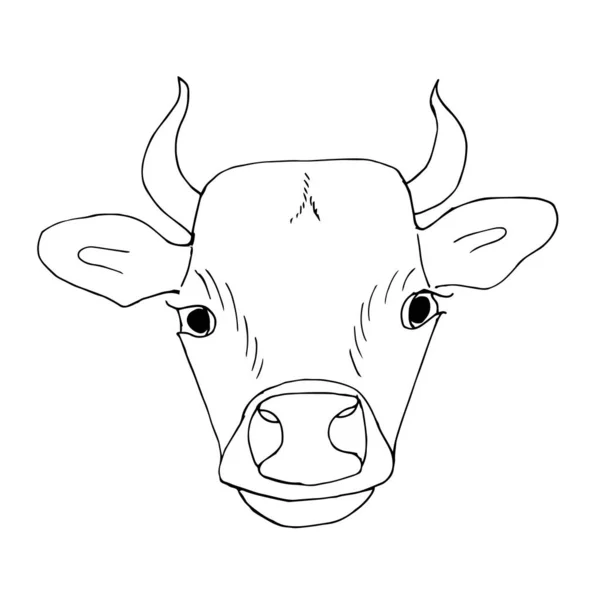 Dairy Cow Drawing Head Cow Horns — Stock Vector