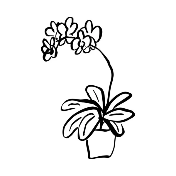 Ilustración Botánica Del Boceto Flor Orquídea — Vector de stock