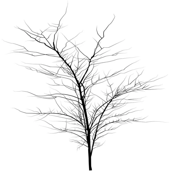 Árbol Sin Hojas Silueta Vectorial — Vector de stock