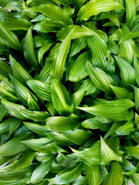 Yeşil yapraklar, yakın çekim. 