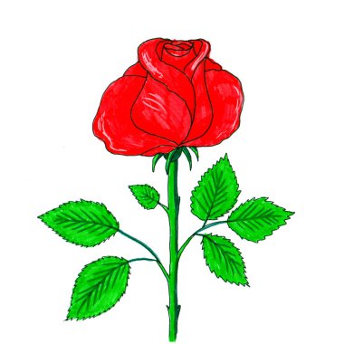 Kırmızı gül yeşili yapraklar. Kırmızı bir gülün vektör çizimi.