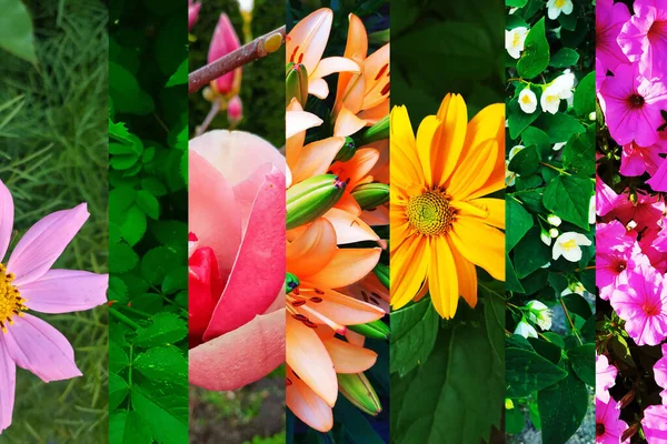 Kleurrijke Bloemen Set Bloeiende Zomerbloemen — Stockfoto