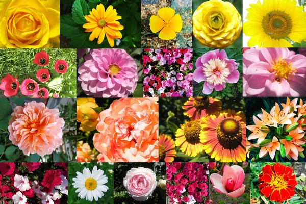 色とりどりの花々 夏の花々 — ストック写真