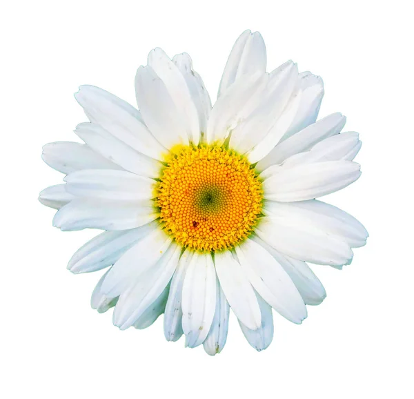 Fleur Marguerite Avec Longs Pétales Centre Jaune Plante Médicinale — Photo