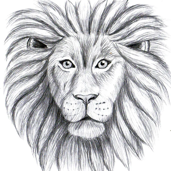狮子脸的简单铅笔画图 — 图库照片